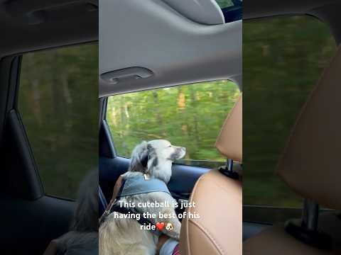 This handsome loves to joyride🐶😘 #animals #love #human animal #lover here🥰 #fall is in the #air