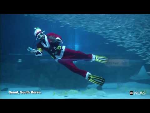 Santa Swims Underwater With Fish in South Korea