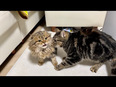 子猫の事が好き過ぎて激しく舐め回してしまった先輩猫 まとめちゅーぶ