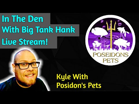 The Fishy Den is back again ! Fishy Den livestream with Poseidon’s pets