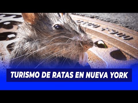 Turismo de ratas en Nueva York | De Extremo a Extremo