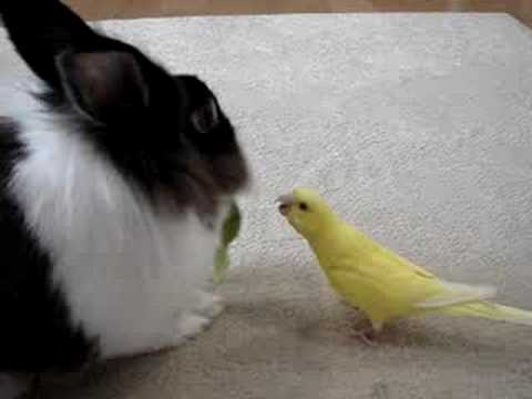 焦る！おしゃべりインコ☆ピノ