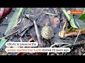 Heat wave speeds Peru turtle hatching, thousands freed  - 01:14 min - News - Video