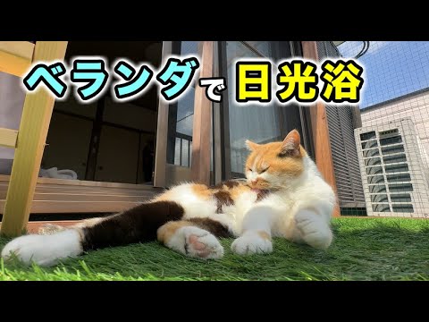 ポカポカ陽気にウトウト…日光浴する猫がかわいすぎた！！
