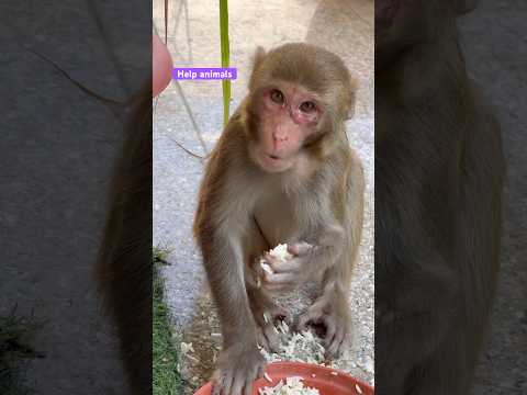 Helping a motherless child. #shortsfeed #animals