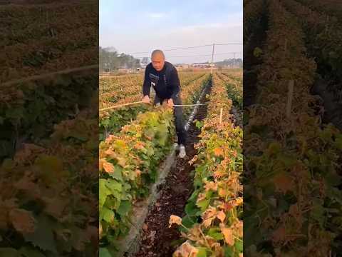 how to agriculture #farming #agriculture #automobile #fruit #satisfying #shot #pepperspray