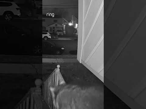 A very cute visitor shows up at Douglas' door!