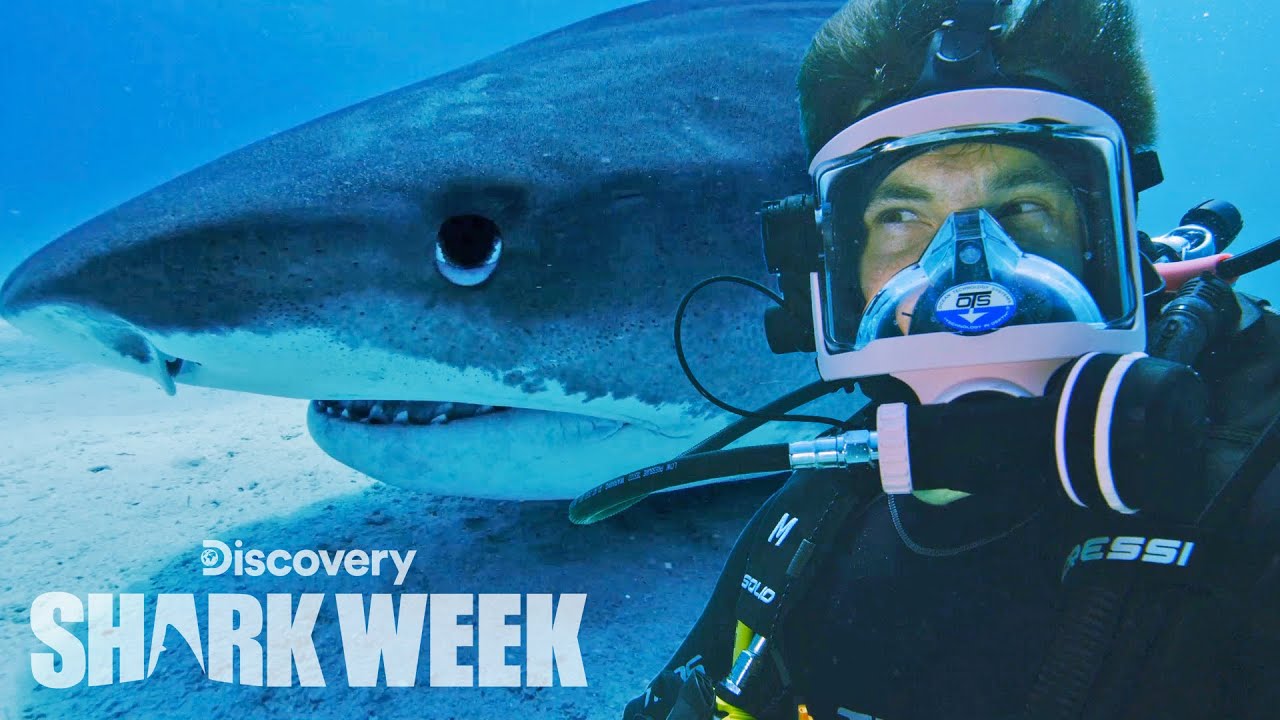 Adam DeVine Tags a Tiger Shark! | Shark Week
