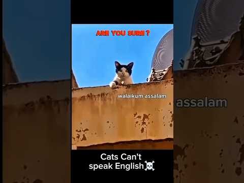 Cat's Cant Speak English ☠️ #cat #cutecat #funnycat #catlovers