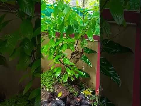 Rain Garden ❤🥰 #short video #gardening #garden #funny #rain