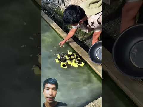 anak bebek#ducks #bebeklucu #youtube #animals #reels #unggas #video #youtubeshort #ytshorts