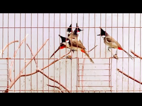 Mào Bổi Tuyển- Bao Trống . Lân,đá lân, đinh . giá vài xị 1 bé🔥🔥🔥