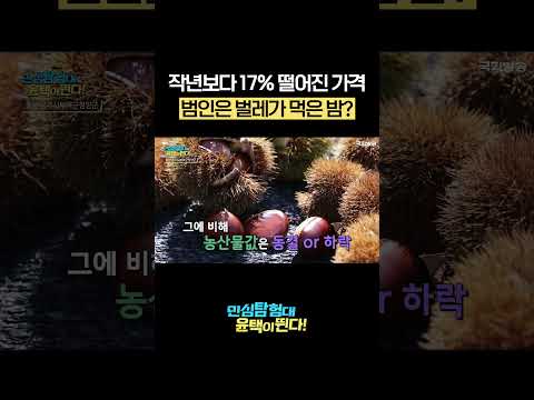 작년보다 17% 떨어진 가격, 범인은 벌레가 먹은 밤? #shorts