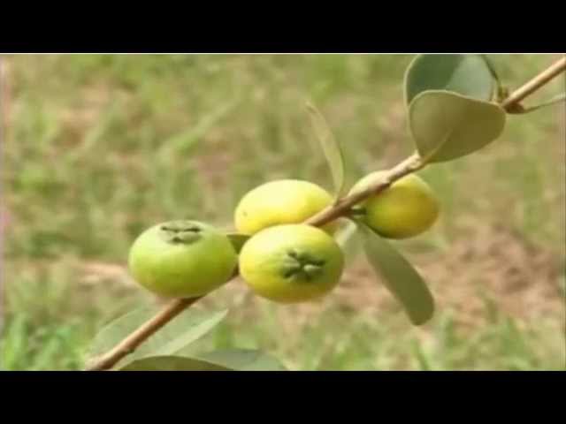 Plantando Araçá e araçá olho de boi Plantando Araçá e araçá olho de boi