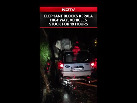 Wild Elephant Blocks Kerala Highway, Vehicles Stuck For 18 Hours