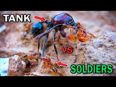 UNEXPECTED BATTLE between TANK ANTS and RED ANTS – WHO GETS the PREY?