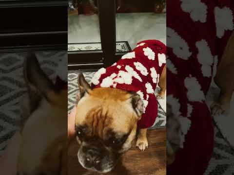 Lucky wanted to model his new sweatshirt #shorts #frenchbulldog #ugg