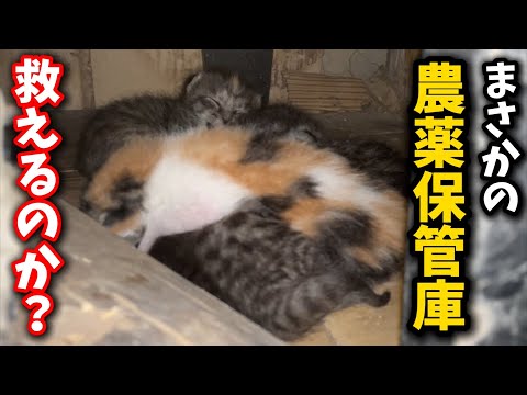 仔猫と引越し先の危険な農薬保管庫を救えるか検証 サムネイル