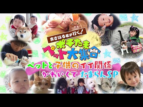 まさはる君が行く ポチたまペット大集合の最新動画 Youtubeランキング