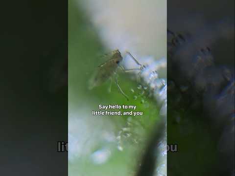 <strong>Bugs</strong> on my weed! 😡