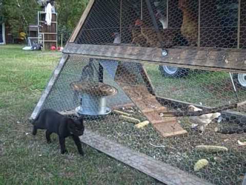 Chicken Tractor