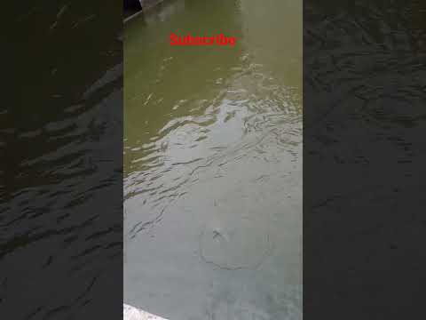 Camera shy fish 😂