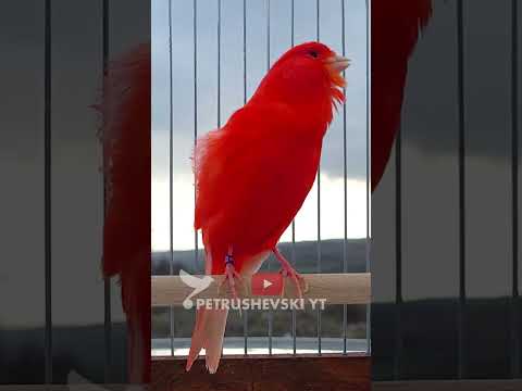 Red CANARY The Best Singing