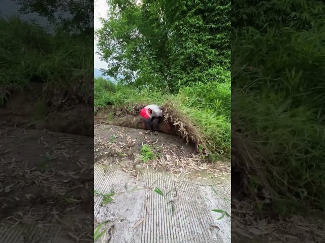 Manual removal of roadside weed