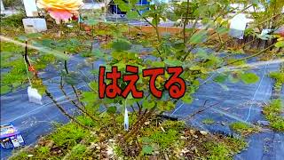 正論でセイロンティー作ってみた。