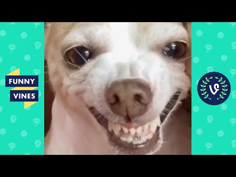 TRY NOT TO LAUGH - Funny Animal Bloopers!