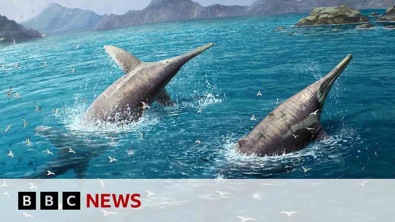 Largest ever sea creature discovered by scientists | BBC News