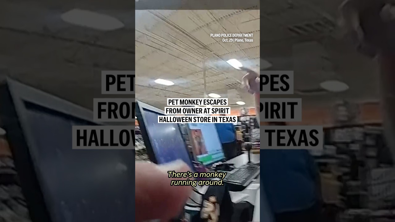 Pet monkey escapes from owner at Spirit Halloween store in Texas
