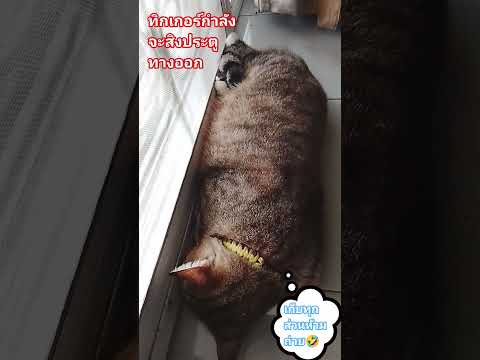 #ทิกเกอร์ผู้รักษาประตูใครเข้าออกต้องตอกบัตร🤣😅😃😀