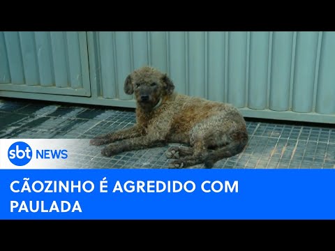 Cachorro abandonado que foi agredido a pauladas procura uma nova família|#SBTNewsnaTV (03/05/24)