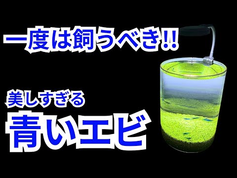 水草の絨毯ボトルに、メタリックな青いエビを入れてみました