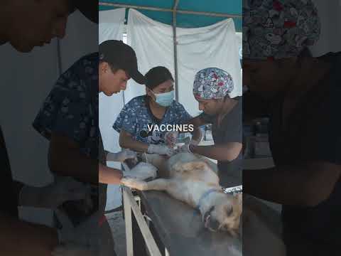 Paracas Animal Rescue January 2026