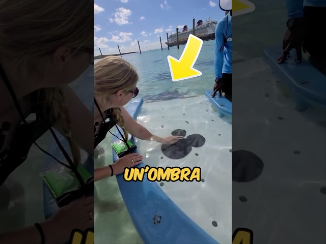 Ragazza ACCAREZZA un animale PERICOLOSO arrivato dal MARE! 😱#virale