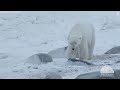 Climate change and loss of sea ice putting polar bears at risk of starvation, collar cameras show