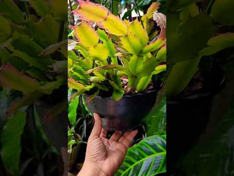 MENSAGEM LINDA PARA VOCÊ!! #mensajescristianos #viral #foryou #shorts #flordemaio #plantas #fypシ