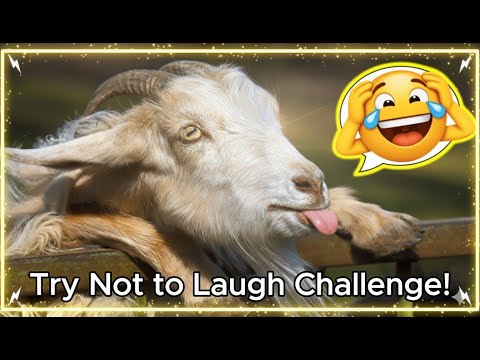 You Will Die Laughing At These Animals😹🐶 Best Animal Video Compilation You Can’t Miss 🤣