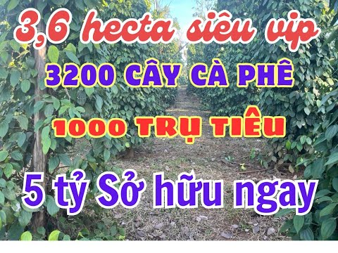 MAP ĐẤT VIỆT - MAPDATVIET.COM BỘI THU VỚI 3,6 HA CÀ PHÊ + TIÊU CHỈ VỚI 5 TỶ..SIÊU VIP SIÊU,CAM KẾT LỢI NHUẬN.