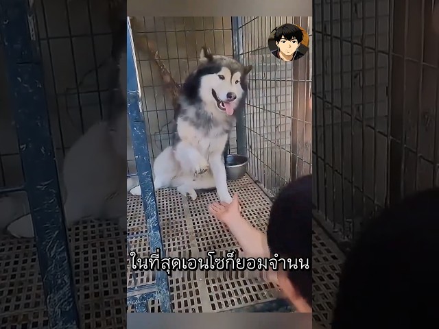 สุนัขตัวนี้ไม่มีใครควบคุมได้ จนกระทั่งมันเจอเขา