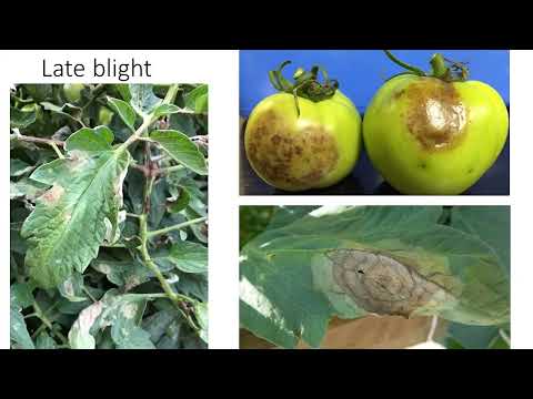 Cover photo for Identification of late blight of tomato
