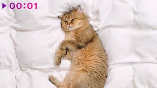 Настасья — Дома | Official Audio | 2023