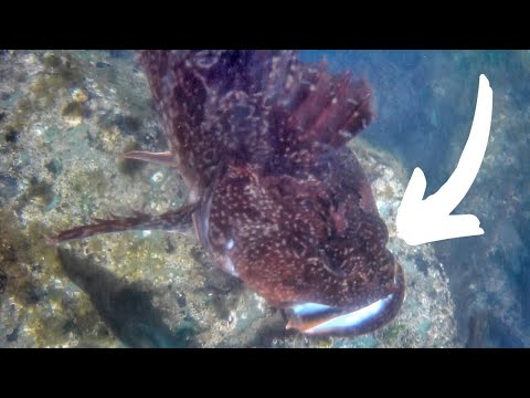 Jetty Fishing (A Look Into CRACKS and CREVICES)! - SURPRISED!