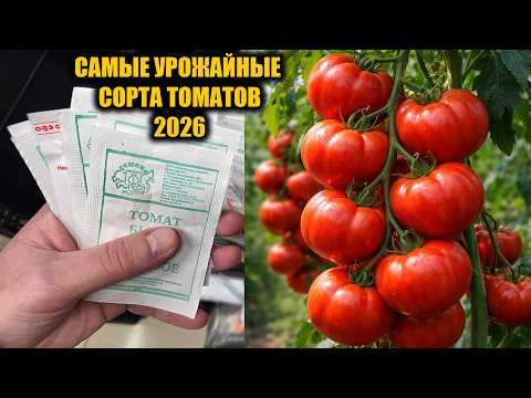Эти ТОМАТЫ Обязательно посажу в 2026! Томаты посадил и не знаешь проблем, много урожайных сортов