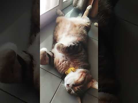 #ทิกเกอร์ชอบนอนท่านี้🤣😅👻