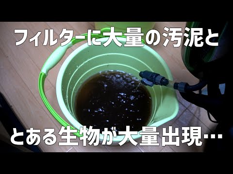 新しい水槽にこれ使うの!?汚い濾材とあの話題の濾材を導入!!#702【アクアリウム】