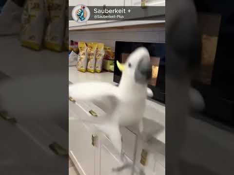 The drama this bird brings…