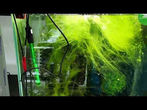Galaxy Fishbone Shrimp Tank - Tank 20 📘 Neocaridina for Dummies
https_//payhip.com/b/WgSpi

📘 Caridina for Dummies
https_//payhip.co